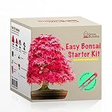 Fai crescere il tuo kit di bonsai - Fai crescere facilmente 4 tipi di alberi bonsai con il nostro kit di base completo di semi di bonsai per principianti - kit regalo con semi unici foto / EUR 17,99