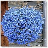 400pcs! Famiglia perenne piante da giardino, fiore di lino blu fiori, piante in vaso sospeso, fiore blu semi di lino Hanging foto / EUR 10,72