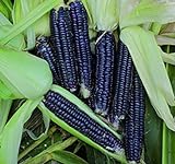 Shoppy Star: Seed Savers Exchange 1193 un'impollinazione di mais, nero Aztec, 50 Bustina di semi foto / 
