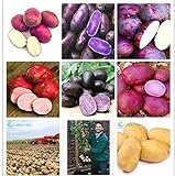 Pinkdose Una borsa 200pcs giganti * piante viola patate Bonsai Nutrizione arcobaleno Piante ortive Per la casa Giardino Piantare piante rare Semente: Multi-Colored foto / 