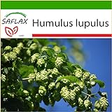 SAFLAX - Luppolo - 50 semi - Con substrato - Humulus lupulus foto / EUR 4,45