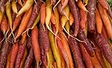 Mix di varieta multicolore di carote - NASTRO DI SEMI - 7 m di nastro di semi foto / 