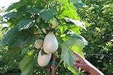 Portal Cool 100 semi Solanum torvum (Albero melanzane \ pomodoro) foto / 