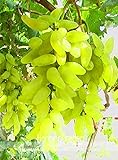 Pinkdose Nuovo arrivo! 100% vera d'oro dito verde dolce uva biologica bonsai, 50 pc/pacchetto, Hardy impianto squisita della frutta, BEB5BB foto / 