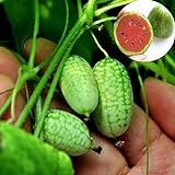 BigFamily 10pcs mini semi di anguria molto dolce succo di frutta giardino di casa cortile prezioso foto / EUR 3,68
