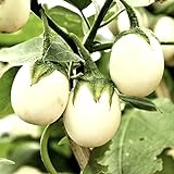 Semi di uova d'uovo di melanzane - Solanum melongena foto / EUR 2,29