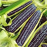 Pinkdose Rare Heirloom dolce arcobaleno di mais ibridi piante Buona Confezione 20 pc/pacchetto verdura colorata grano Cereali Semillas Piante Plantas: Viola foto / 