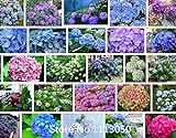 100 / bag semi raro fiore semi Anthurium Andraeanu, balcone in vaso, semi di fiore per il giardino di casa fai da te foto / EUR 10,99