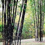 Bluelover Piante da Giardino 100Pcs Bambù Nero Semi Cortile Phyllostachys Nigra foto / EUR 6,19