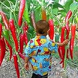 Giant spezie rare peperoncino piccante Red Pepper, 10 semi, verdure calde TS234T commestibili foto / EUR 1,29