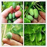 100 PCS rari semi Thumb semi di anguria Bonsai Piante mini anguria Semi per la casa e il giardino non OGM semi commestibili di frutta foto / EUR 11,51