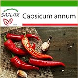 SAFLAX - Peperoncino di Cayenna - 20 semi - Con substrato - Capsicum annum foto / EUR 4,45