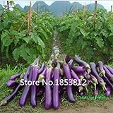 100 semi di semi di patata viola di semi, melanzana cinese, tasso di germinazione> 99%, semi di verdure, semi di brinjal foto / EUR 10,99