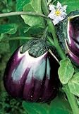 Salerno Seeds Round Sicilian Eggplant Violetta Di Firenze 4 Grams Made in Italy Italian Non-GMO photo / $4.99