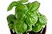 photo 150 Genovese Basil Seeds for Planting - Heirloom Non-GMO USA Grown Premium Sweet Basil Seeds by RDR Seeds