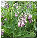 Earthcare Seeds True Comfrey 50 Seeds (Symphytum officinale) Non GMO, Heirloom photo / $9.95 ($0.20 / Count)