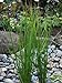 photo Perennial Farm Marketplace Juncus effusus (Common Soft Rush) Ornamental Grass, 1 Quart, Rich Green Foliage
