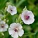 photo Outsidepride Marsh Mallow Herb Plant Seed - 1000 Seeds
