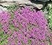 photo Thyme Creeping Thyme Bulk 15,000 Seeds Great Garden Herb by Seed Kingdom