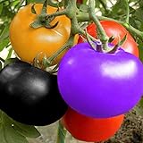 Semillas de Tomate Arcoíris Semillas de Tomate Jardín Semillas de Frutas Orgánicas Semillas de Verduras Planta Decoración Del Patio de Casa (100 Piezas) foto / 6,99 €
