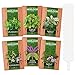 photo 6 Mint Seeds Garden Pack - Mountain Mint, Spearmint, Peppermint, Wild Mint, Anise Hyssop, and Common Mint | Quality Herb Seed Variety for Planting Indoor or Outdoor | Make Your Own Herbal (6 Mint)