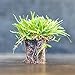 photo Zoysia Plugs - 50 Full & Lush Grass Plugs | Mature Roots | Individually Grown
