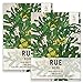photo Seed Needs, Rue Herb (Ruta graveolens) Twin Pack of 200 Seeds Each Non-GMO