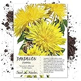 Seed Needs, Dandelion Herb (Taraxacum officinale) Bulk Package of 10,000 Seeds Non-GMO photo / $9.99 ($0.00 / Count)