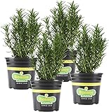 Bonnie Plants Rosemary Live Edible Aromatic Herb Plant - 4 Pack, Perennial In Zones 8 to 10, Great for Cooking & Grilling, Italian & Mediterranean Dishes, Vinegars & Oils, Breads photo / $23.26 ($5.82 / Count)