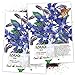 photo Seed Needs, Blue Borage Herb (Borago officinalis) Twin Pack of 100 Seeds Each