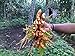 photo Turmeric (rhizome) Grow Your own ,Grow Indoors or Outdoors