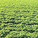 photo Outsidepride Alfalfa Legume Seed - 5 LBS