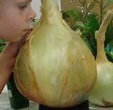 NUOVI 50 semi - semi di cipolla gigante. Ailsa Craig scozzese cimelio un seme onion.Vegetable enorme. Spedizione gratuita foto / EUR 10,97
