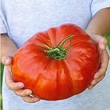 AGROBITS 100 nutrienti semi di anguria Pomodoro costoluto, enorme, sapore ricco, facile crescere Il mondo & # 39; s piÃ¹ grande bistecca foto / EUR 8,71