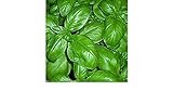 BASILICO GENOVESE 270 SEMI foglia larga PESTO LIGURE Basil pianta erba aromatica foto / EUR 2,70