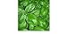 foto BASILICO GENOVESE 270 SEMI foglia larga PESTO LIGURE Basil pianta erba aromatica