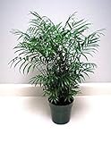 Shoppy Star: Chamaedorea Elegans (Palour Palm) 15 semi di Purificazione Dell'aria pianta della casa foto / 