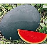 SEMI PLAT firm-dolce gigante nero anguria Semi, cocomero senza semi Semi, Giardino Piantare, Cortile Bonsai Frutta - 20 Particelle/Bag foto / EUR 12,99