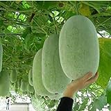 Pinkdose Quattro stagioni Grandi semi di melone d'inverno in vaso bonsai balcone piante frutta verdura per fai da te a casa & amp; giardino, facile da coltivare 10seeds foto / 
