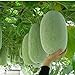 foto Pinkdose Quattro stagioni Grandi semi di melone d'inverno in vaso bonsai balcone piante frutta verdura per fai da te a casa & amp; giardino, facile da coltivare 10seeds