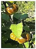 TROPICA - Melanzana rossa (Solanum aethiopicum) - 10 Semi- Africa foto / EUR 3,50