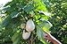foto Portal Cool 100 semi Solanum torvum (Albero melanzane \ pomodoro)