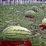 Visa Store Davitu 30Pcs Semi di anguria gigante Re nero di tiranno Super Sweet Watermelon Seeds Garden Fruit foto / 