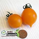 30 Semi di Pomodoro del Piennolo Giallo - pomodorino piennolo pendolo SEMIGRATIS foto / EUR 3,99