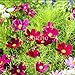 foto Pinkdose Bonsai Primavera Semina Cosmo sanghua compresse per Inviare Fiori fertilizzanti Mare Giardino Paesaggio Fiori Verdi 100pcs (bo Si ju): 1