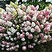 foto 30 rari semi di ortensia bella fragola ortensie semi di fiori facile crescono piante bonsai per giardino di casa libera il trasporto