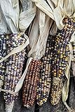 Corn ornamentale, semi di mix di mais ornamentali - Zea mays foto / EUR 2,49