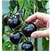 photo Black tomatoes. kumato tomato - 25 Seeds - Slicing tomato - SPANISH Heirloom