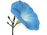 15 graines Fleurs - IPOMEE géante bleu d'azur H. 5 Mètres - Ipomoea photo / 2,18 € (0,15 € / unité)