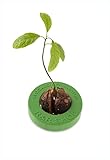 R&R SHOP Avocado Germinator - Maceta flotante para germinación de aguacate, kit de cultivo de semillas, plástico de maíz 100% reciclable y compostable (Verde) foto / 6,99 €